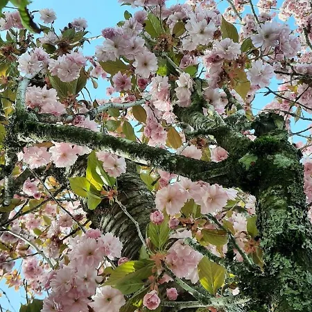 Outdoor & Relax Blackforest Apartment Neukirch (Black Forest)