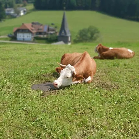 Outdoor & Relax Blackforest Neukirch (Black Forest)