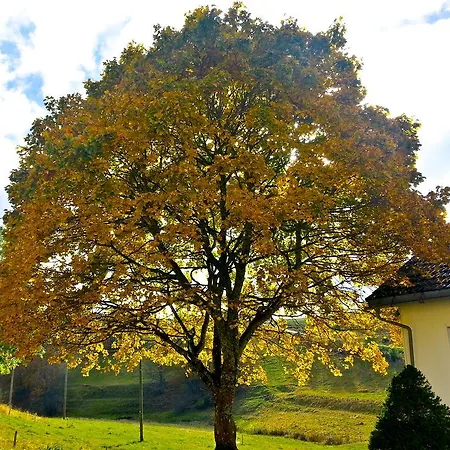 Apartment Outdoor & Relax Blackforest Neukirch (Black Forest)